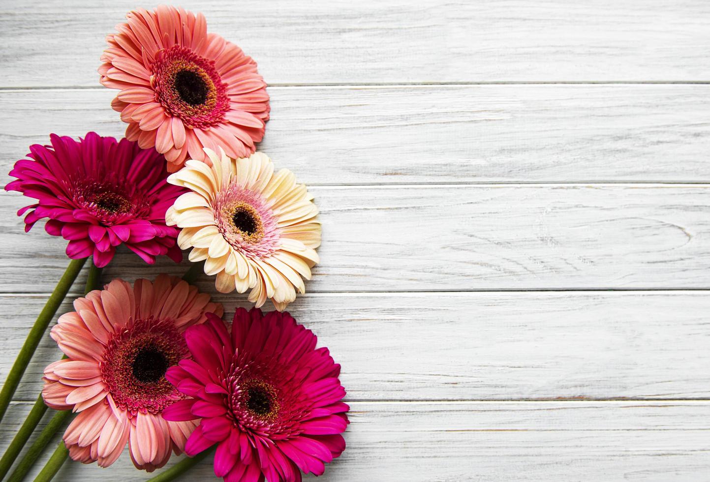 Bright gerbera flowers on a white wooden background. photo