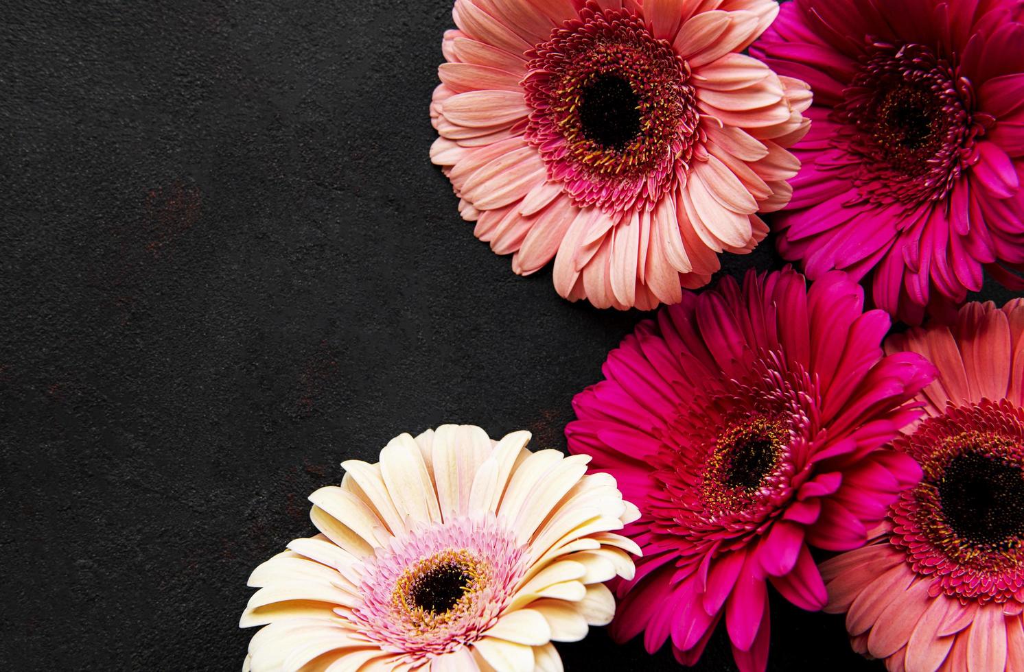 Bright gerbera flowers on black background photo