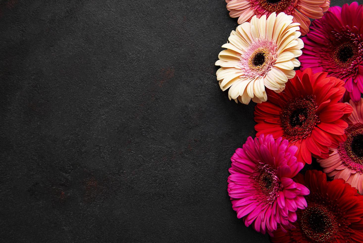 Flores de gerbera brillante sobre un fondo negro foto