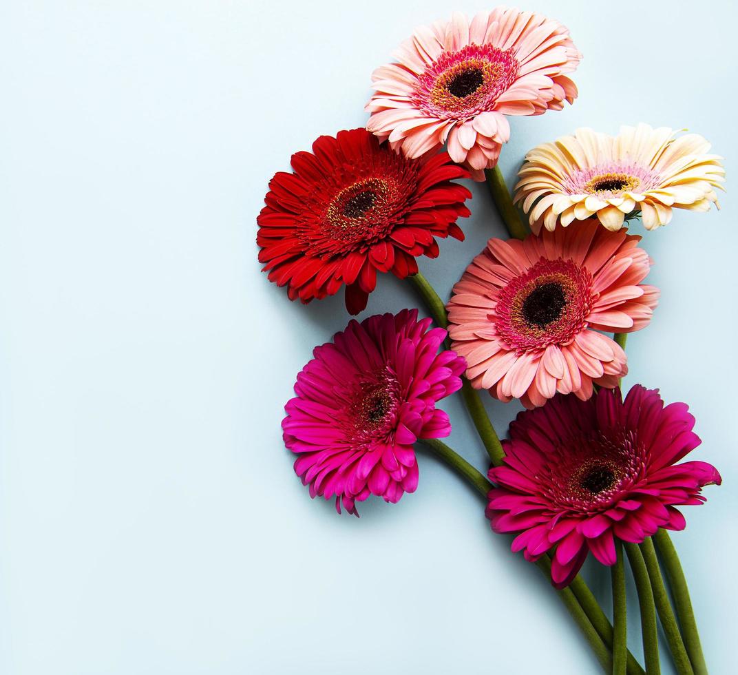 Bright gerbera flowers on a blue background photo