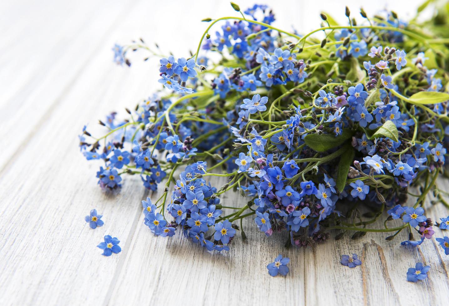 Forget-me-not flowers  on white  wooden background photo