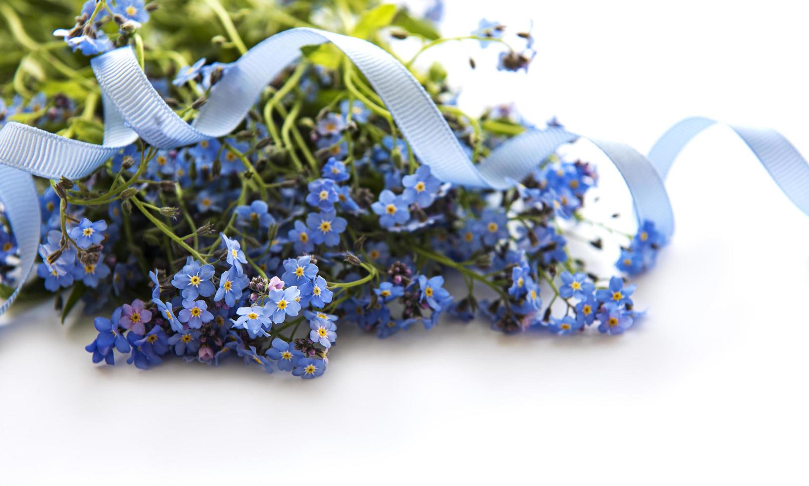 Forget-me-not flowers  on white  background photo