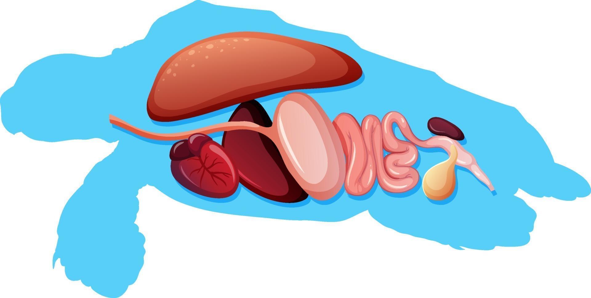 Internal anatomy of turtle with organs vector