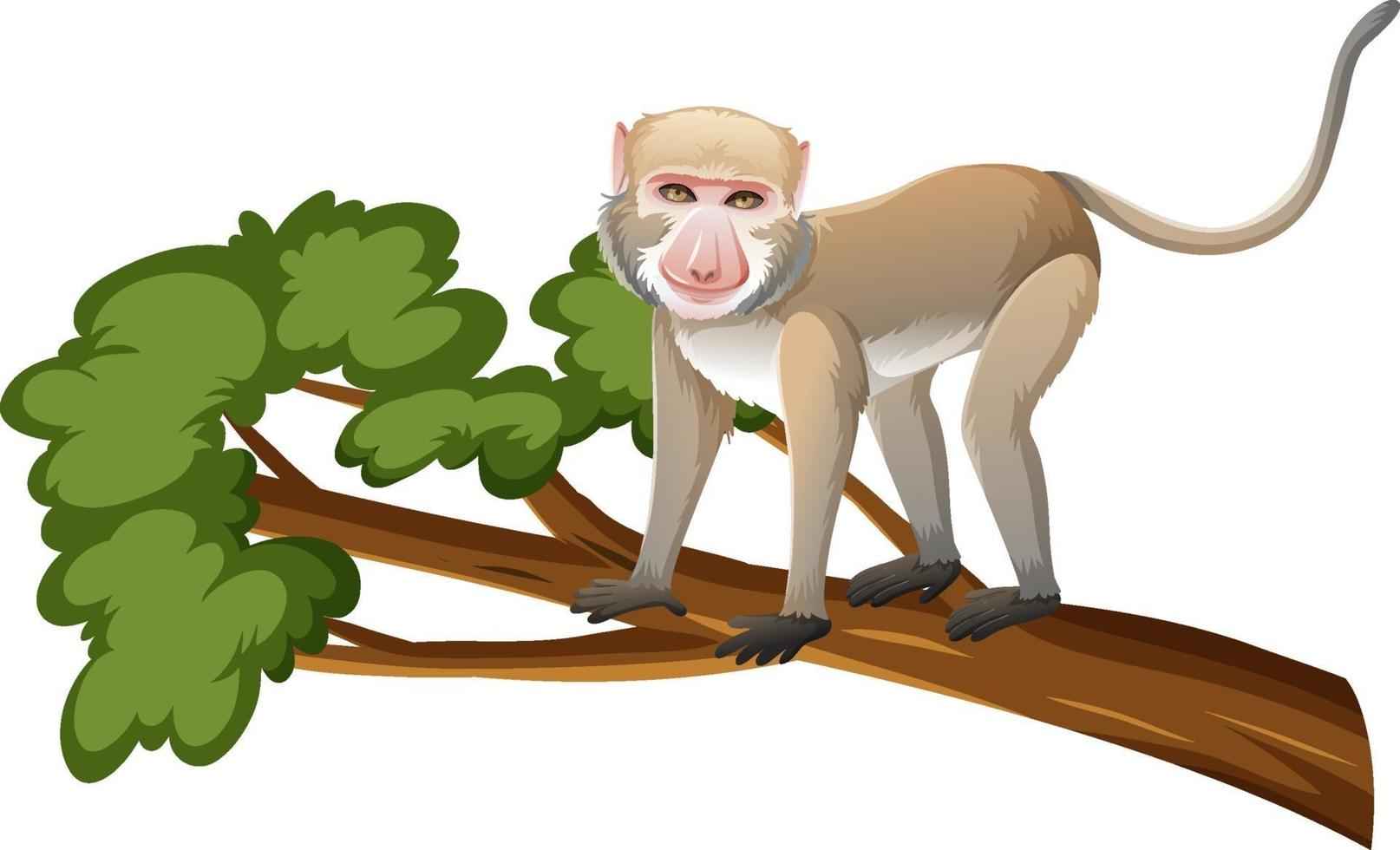 Crab eating macaque or monkey on tree branch in cartoon style vector