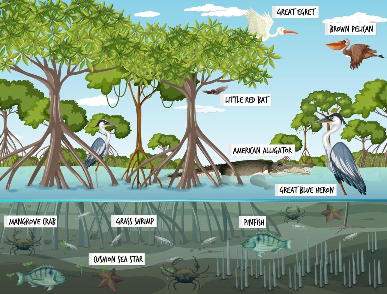 Escena del paisaje del bosque de manglares durante el día con muchos animales diferentes vector