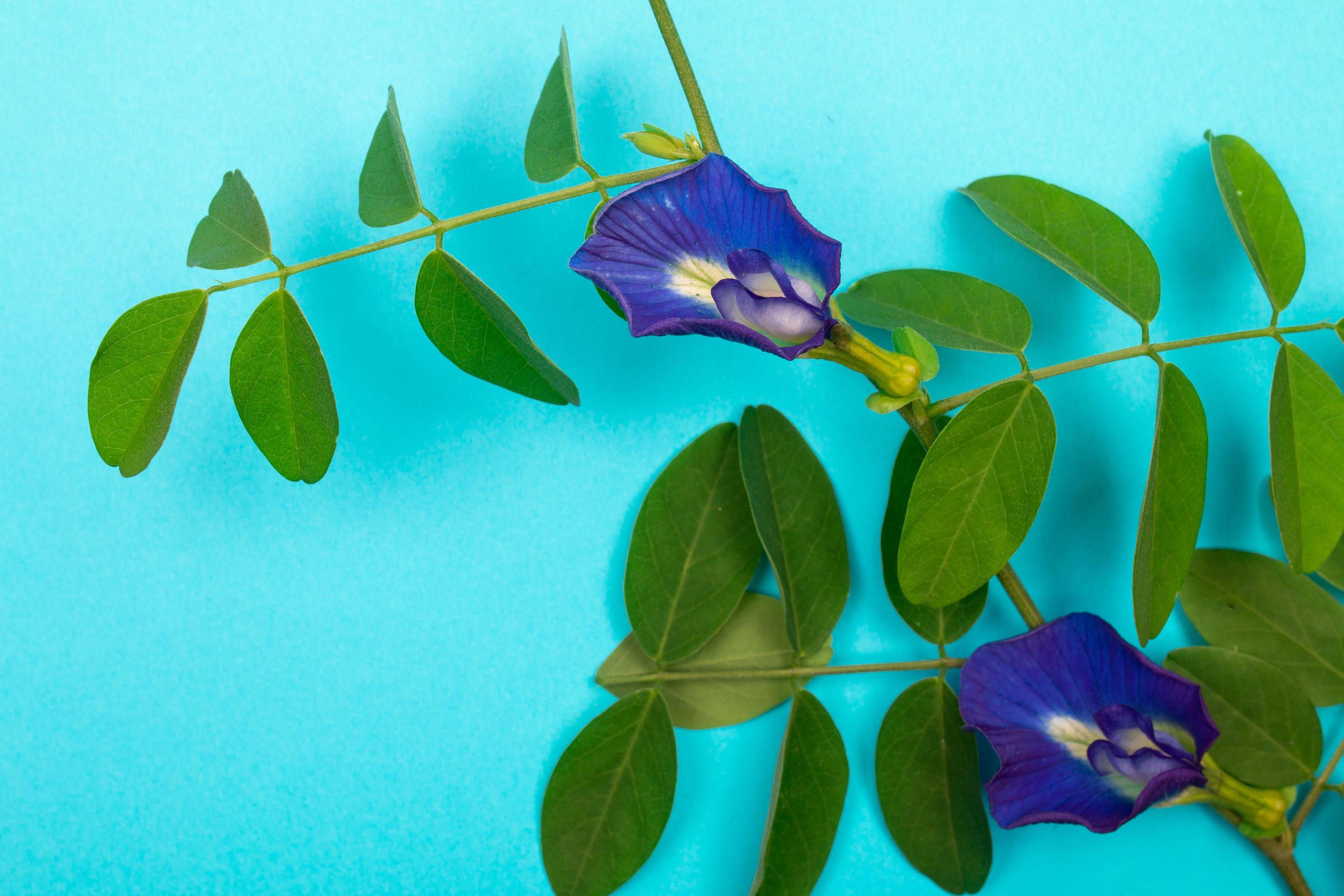 две бабочки. травянистая лиана клитория. клитория тройчатая лиана. горошек цветы макро. цветок горошек бабочка.