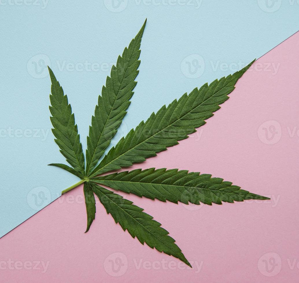 hojas de cannabis verde sobre fondo azul y rosa. foto