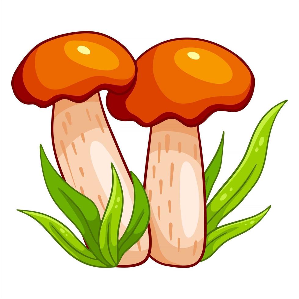 Edible mushrooms. Two orange-cap boletus in the grass. vector