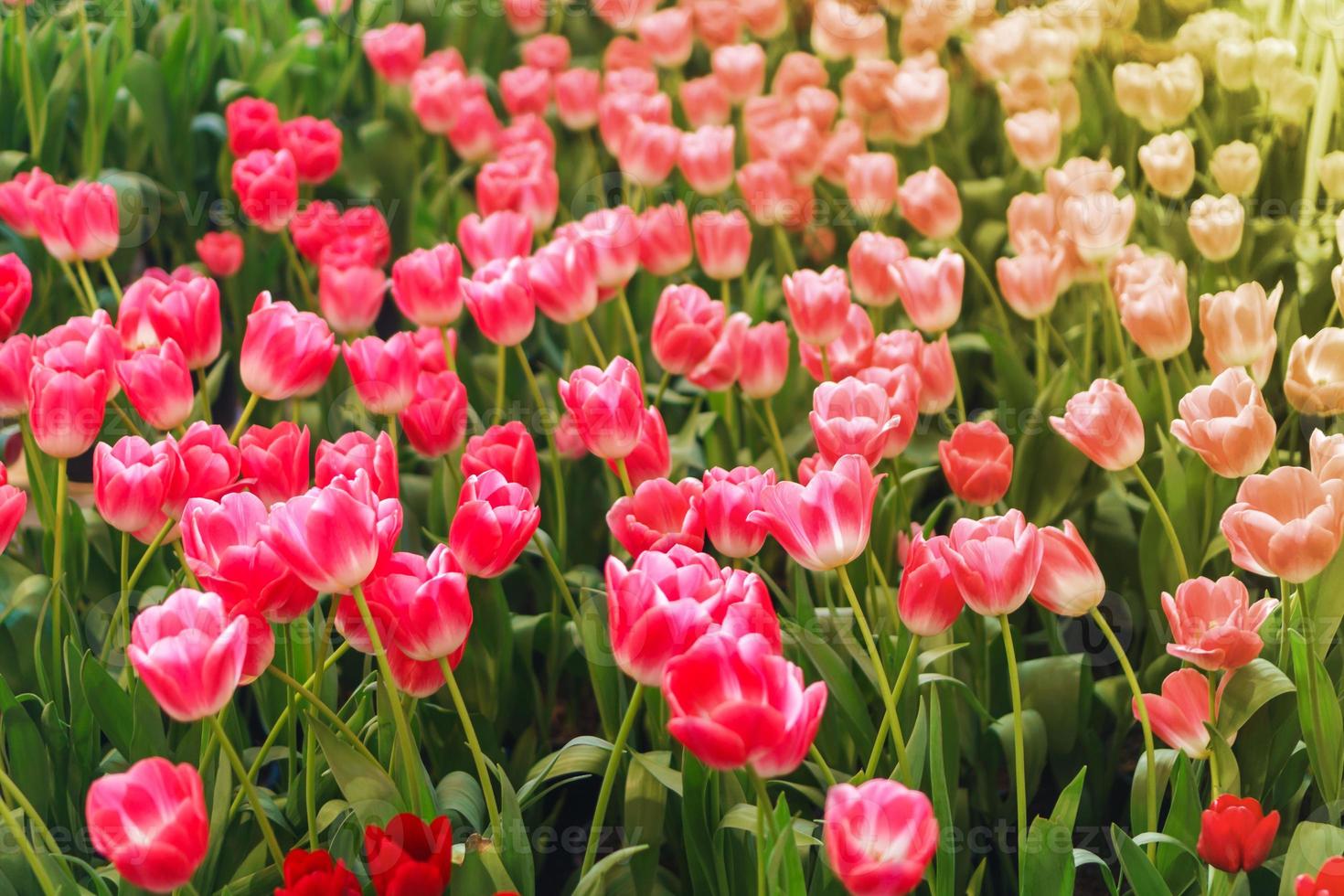 hermosos tulipanes rojos, fondo de flores foto