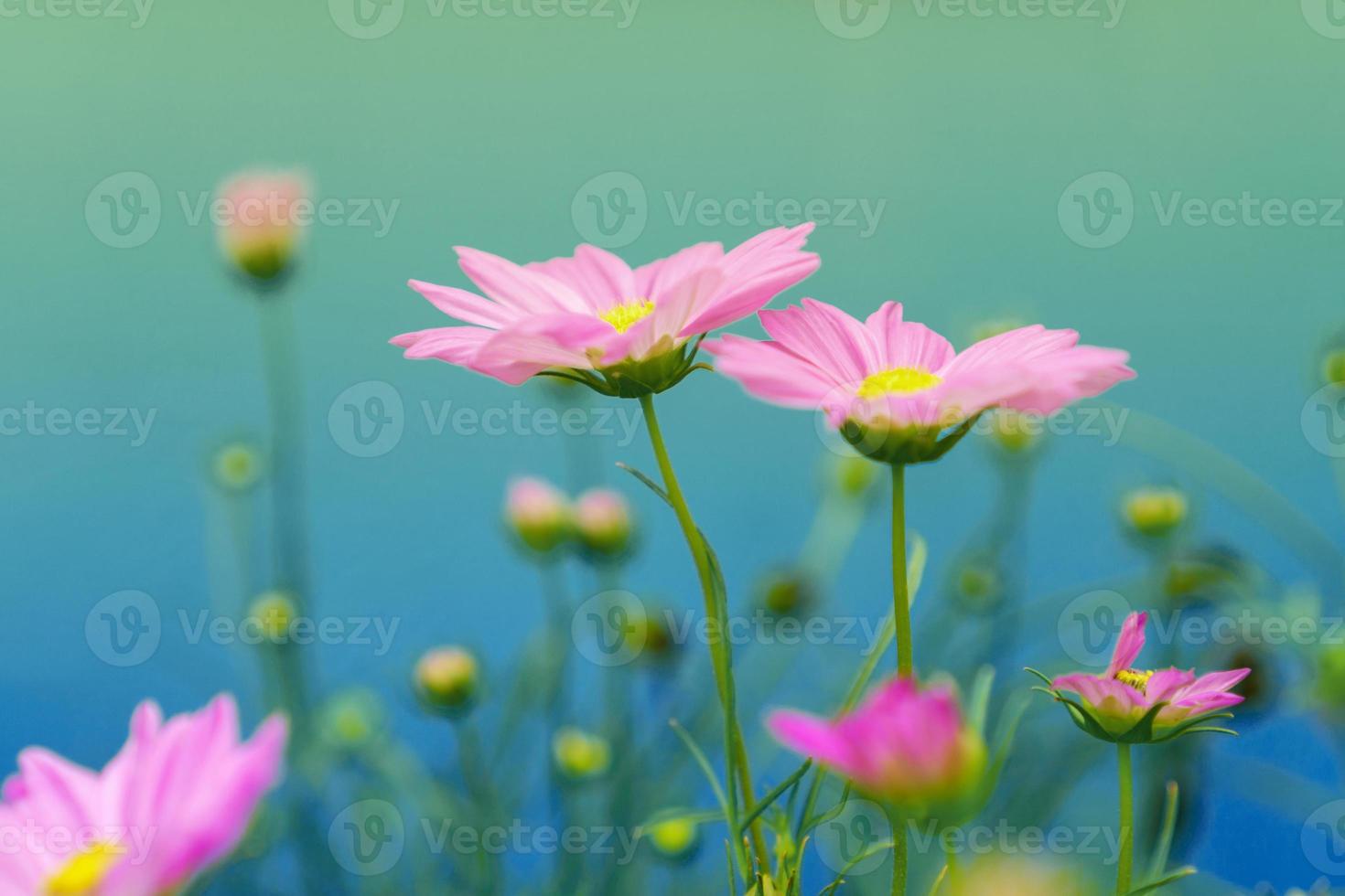 Pink cosmos flowers on a blue background photo