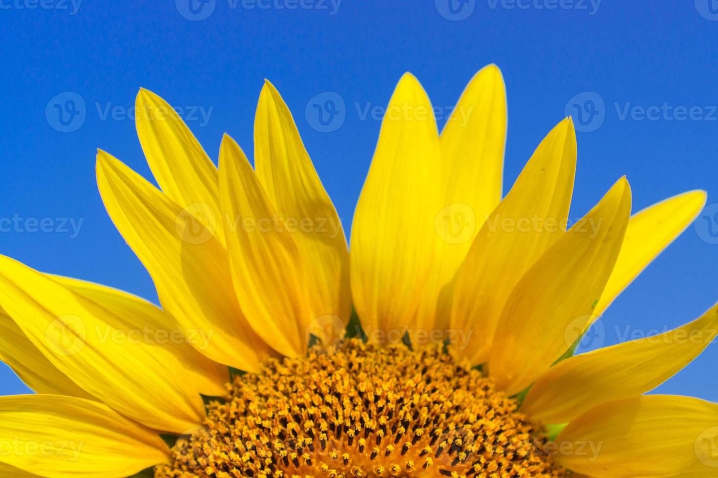 Close-up of Beautiful sunflower blossom on blue sky photo