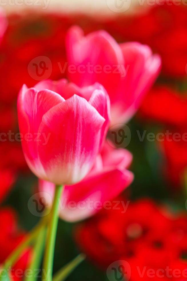 Beautiful Red Tulips, Flower background photo