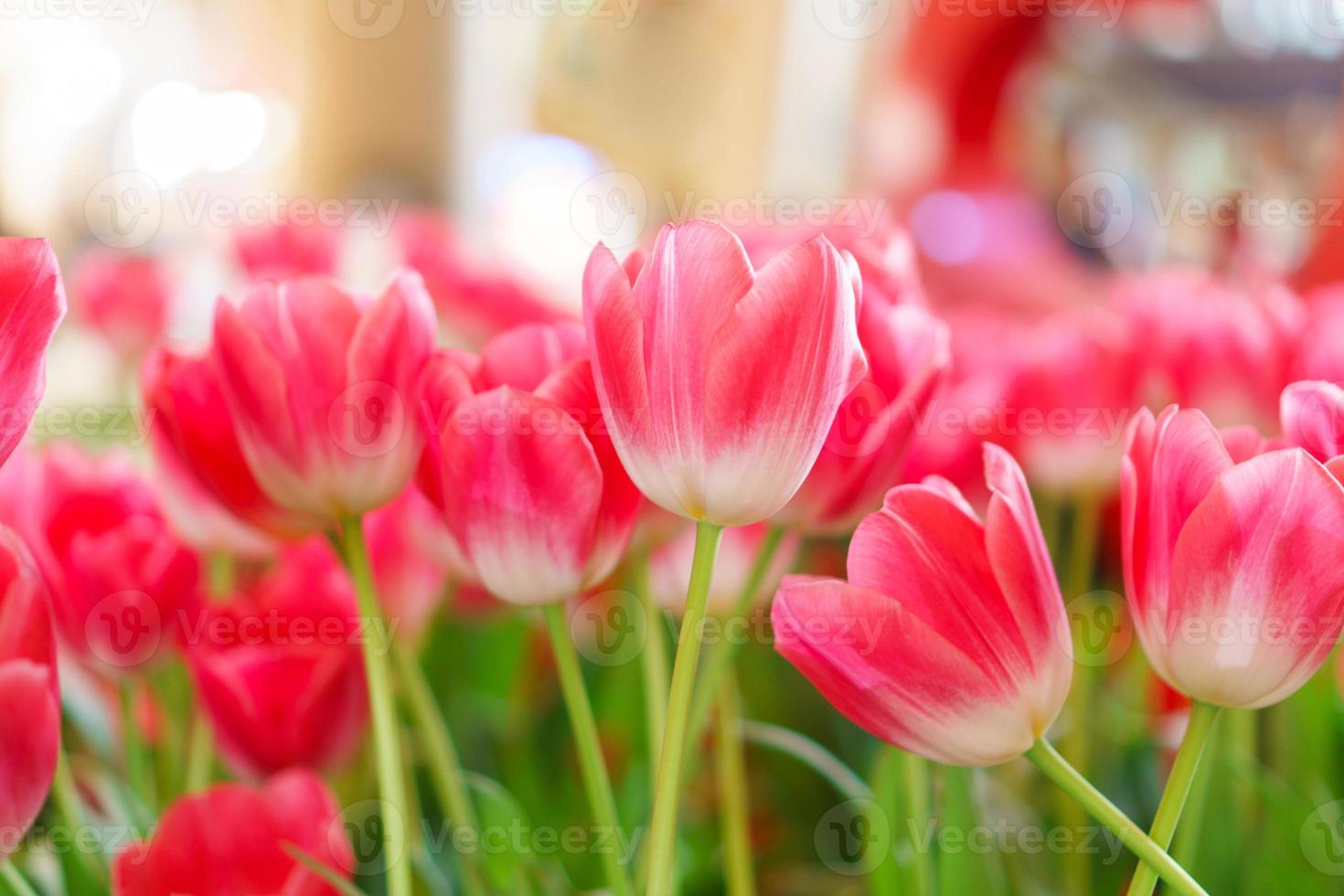 Beautiful Red Tulips, Flower background photo