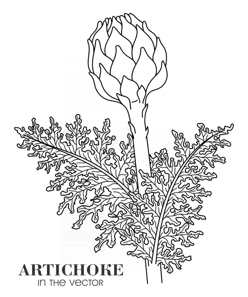 SKETCH OF AN ARTICHOKE ON A WHITE BACKGROUND vector