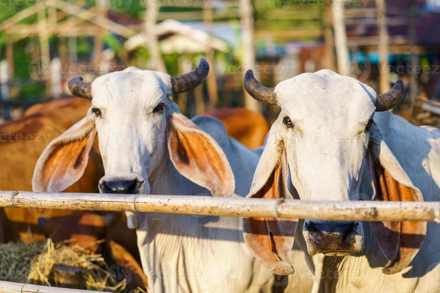 Cows in outdoor farm photo