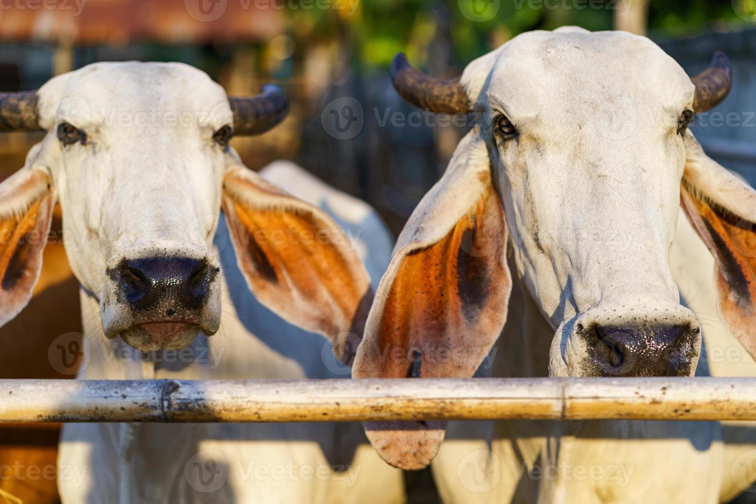 vacas en la granja al aire libre. foto