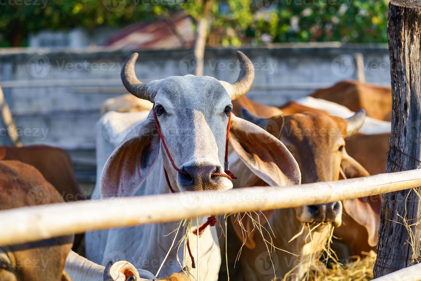 vacas en la granja al aire libre. foto