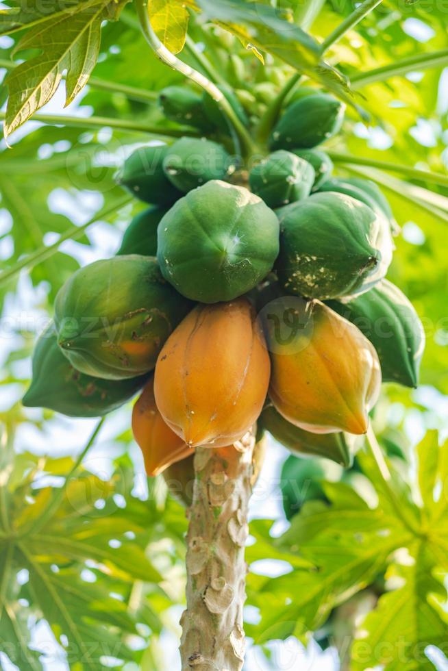 papaya amarilla y verde en el árbol foto