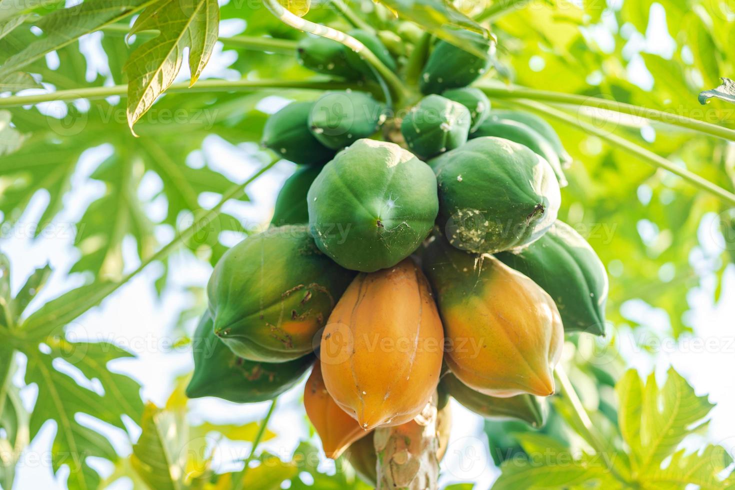 Yellow and green papaya on tree photo