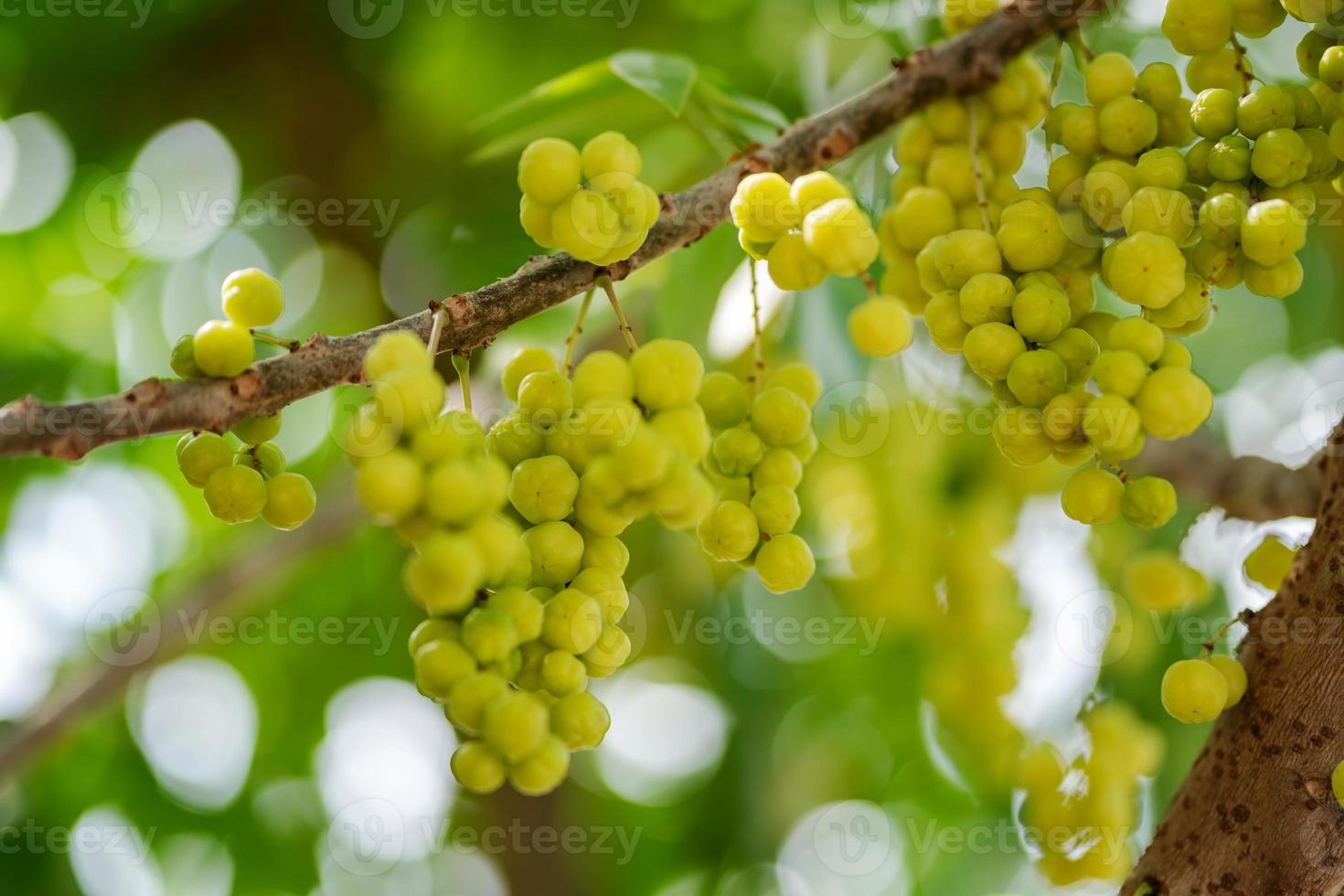 Star gooseberry fruit on tree photo