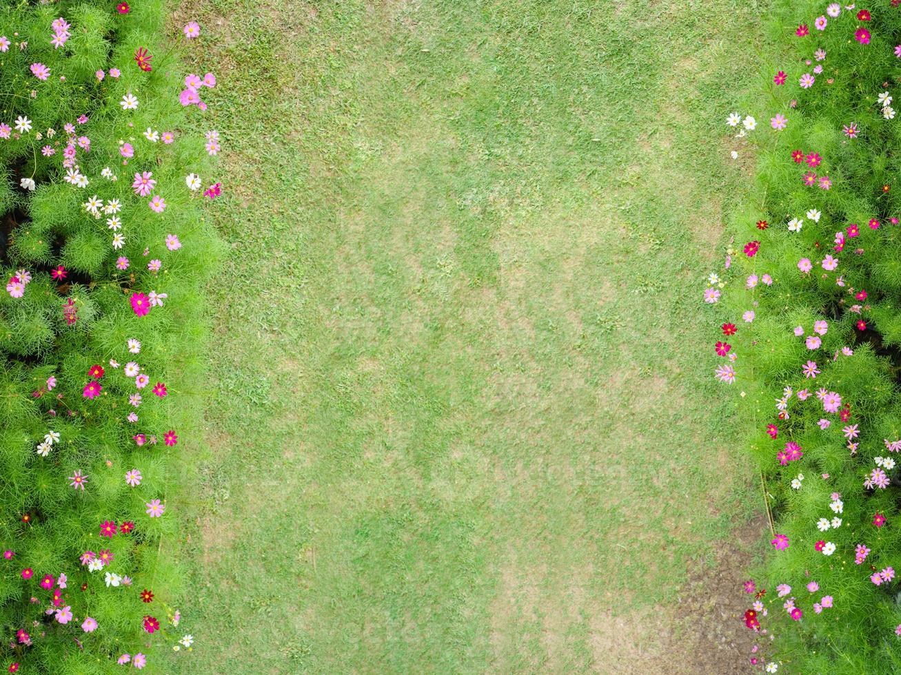 vista superior del parque de flores cosmos foto