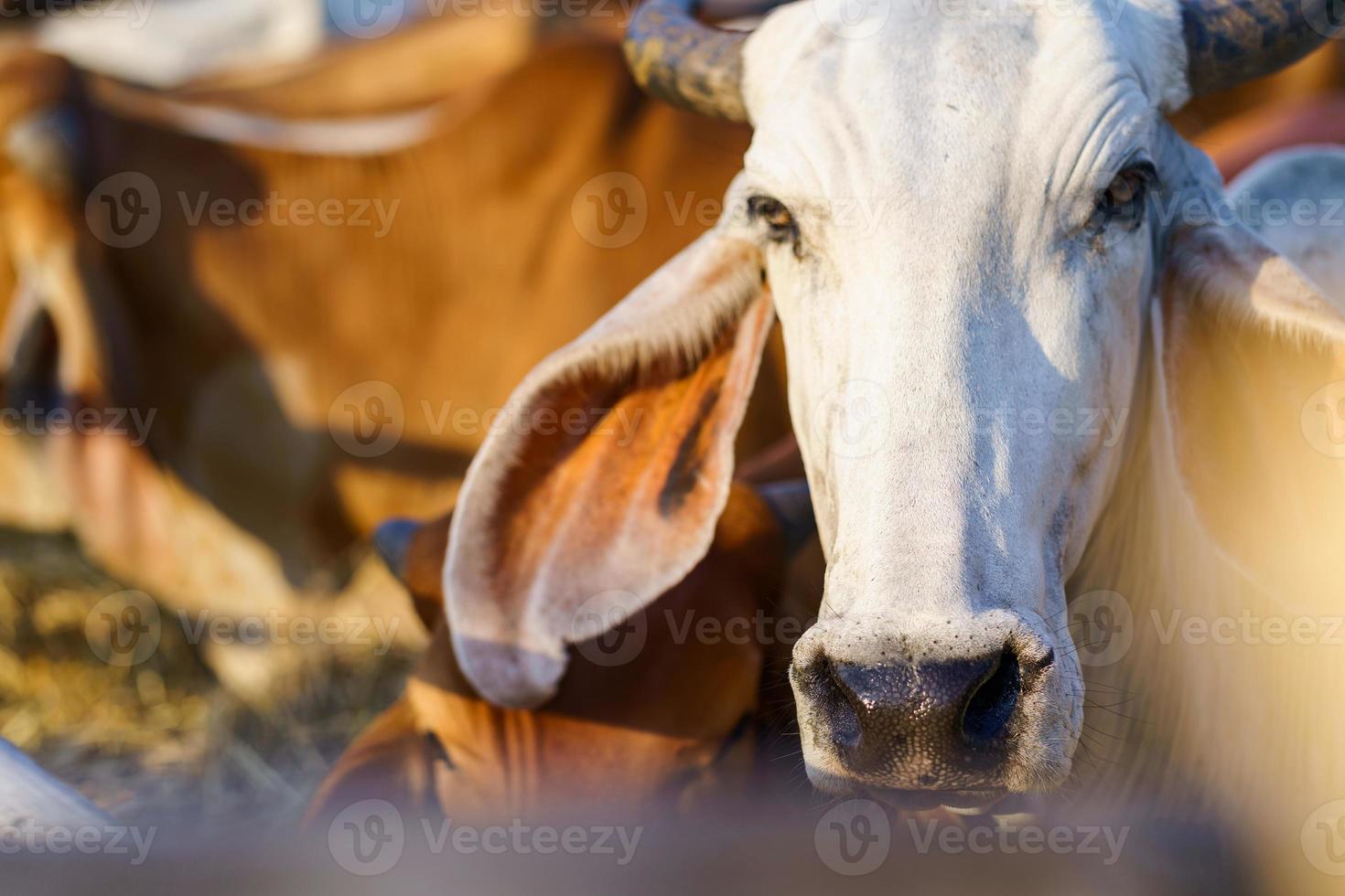 Cows in outdoor farm photo