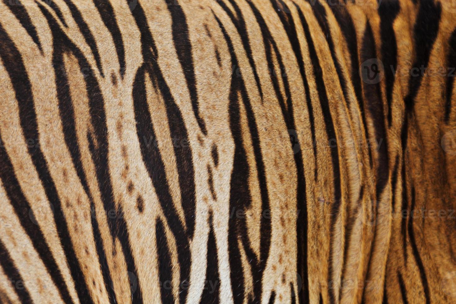 Tiger skin background photo