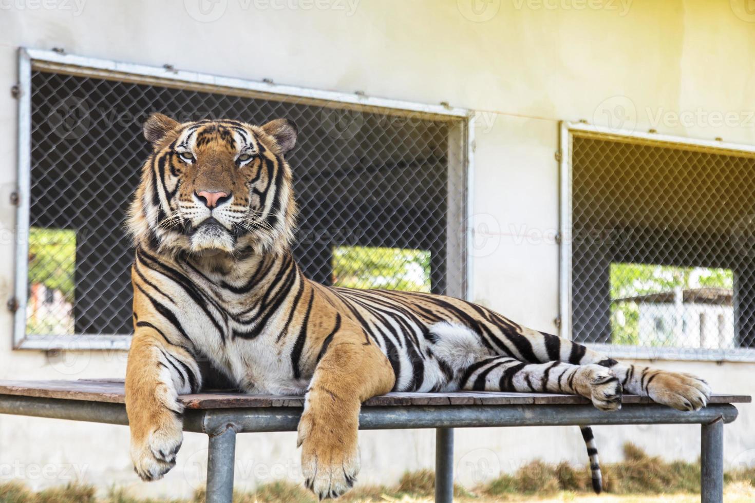 tigre en el zoológico foto