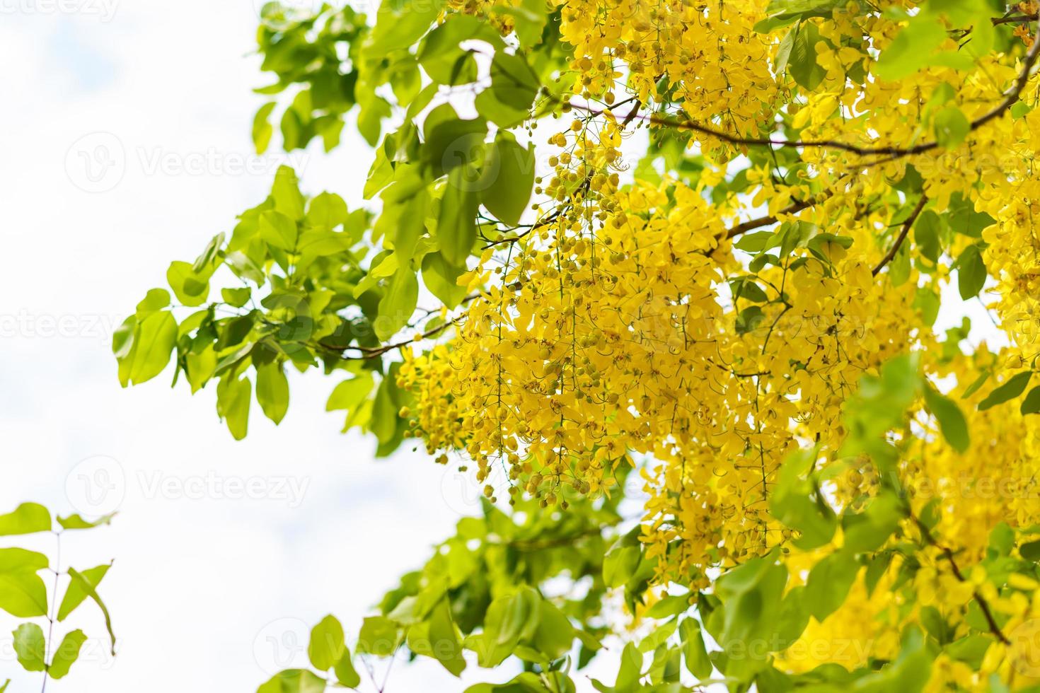 árbol de lluvia dorada, fondo de flores amarillas foto