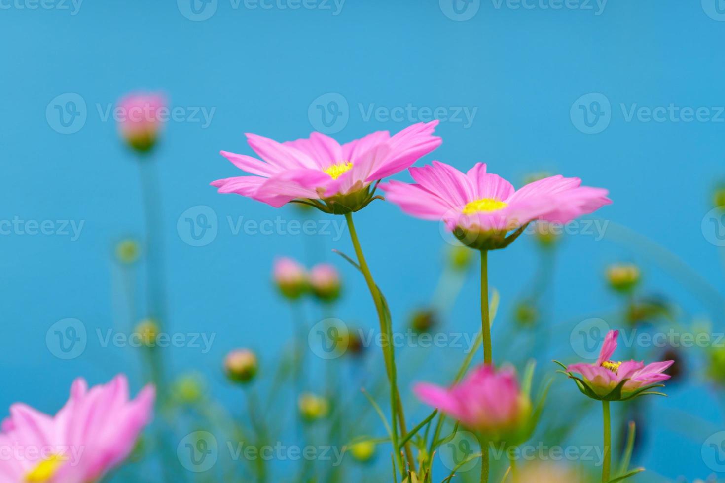 Pink cosmos flowers on a blue background photo