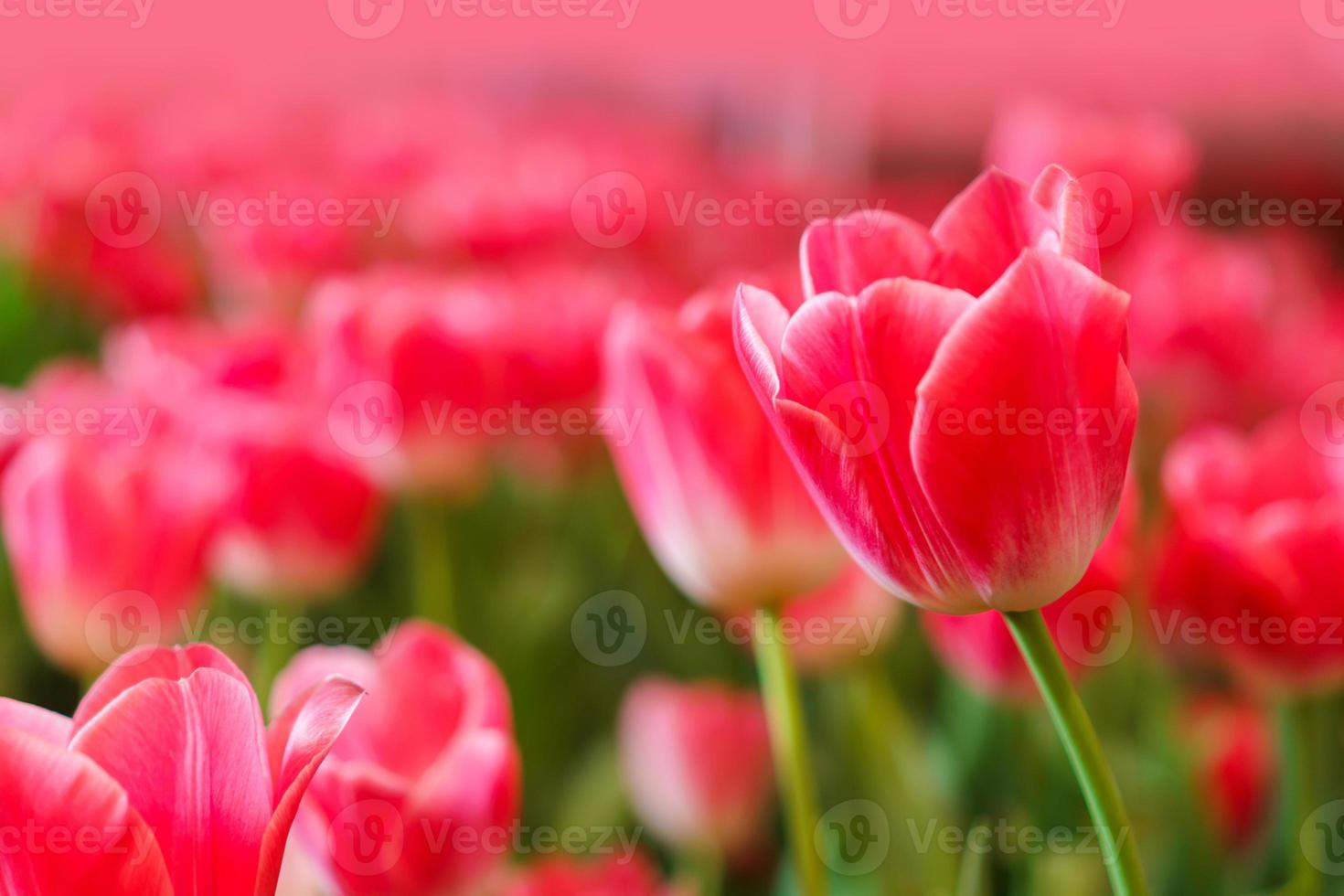 Beautiful Red Tulips, Flower background photo