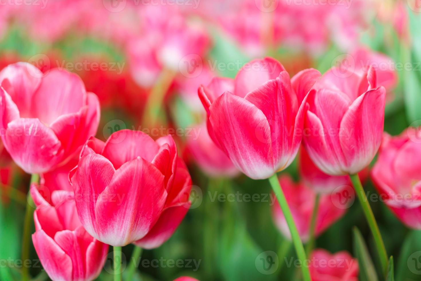 hermosos tulipanes rojos, fondo de flores foto