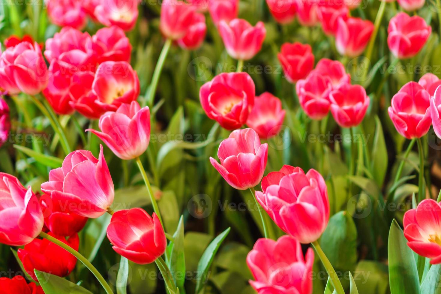 Beautiful Red Tulips, Flower background photo