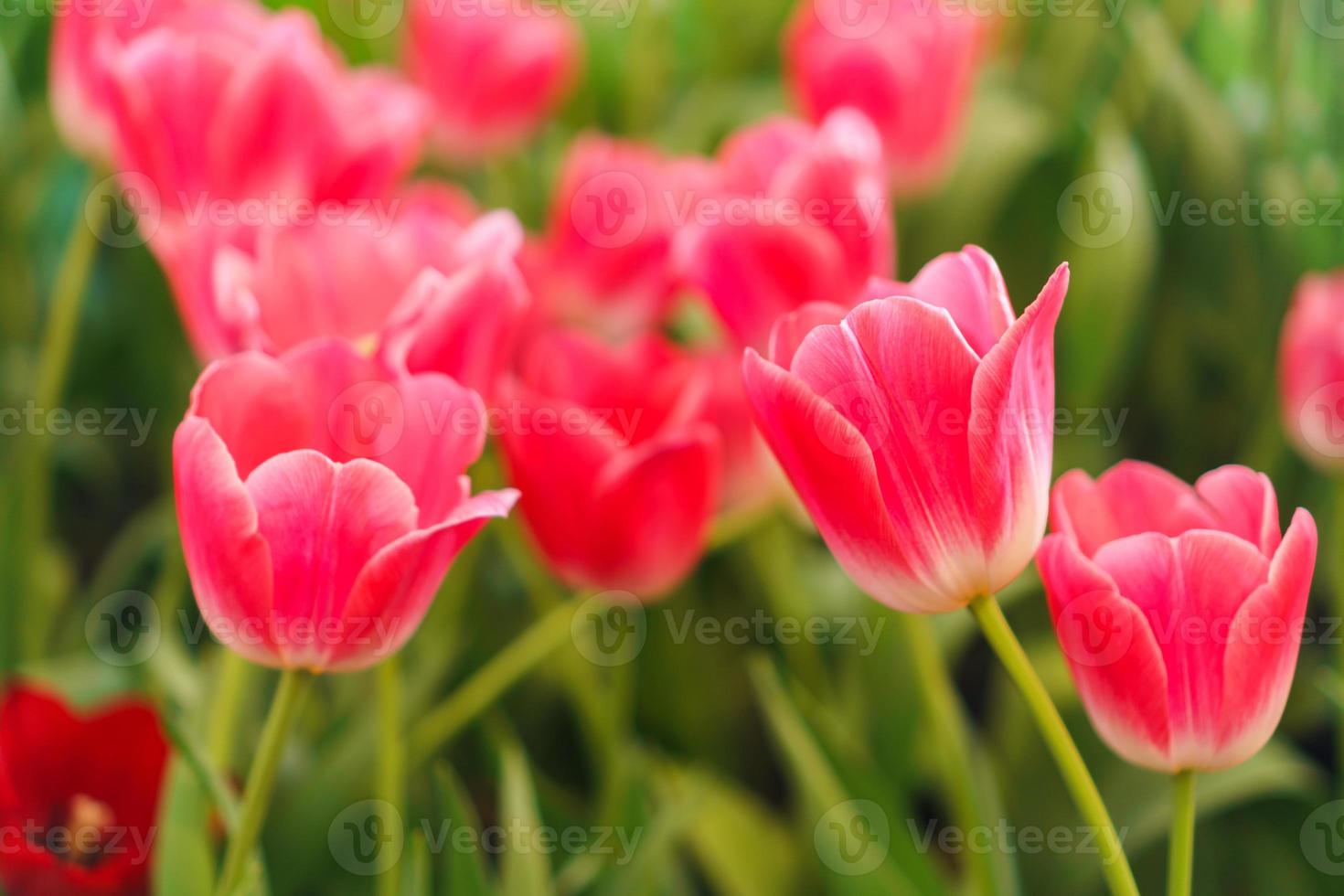 hermosos tulipanes rojos, fondo de flores foto