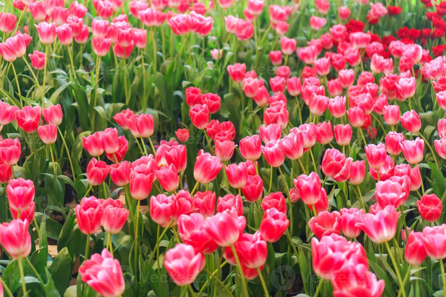 hermosos tulipanes rojos, fondo de flores foto