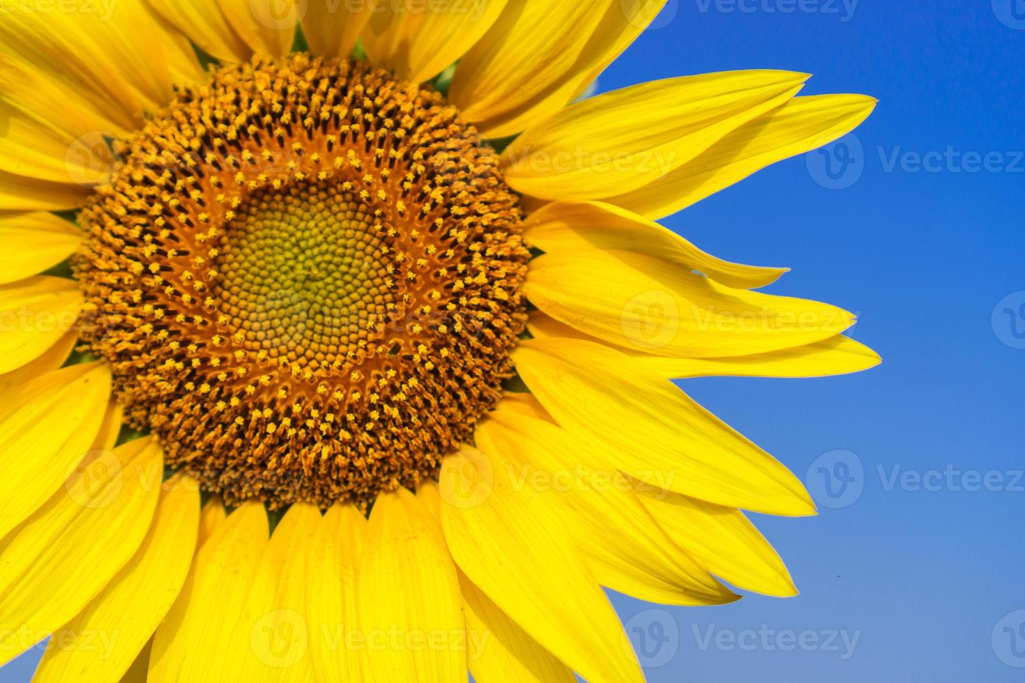 Close-up of Beautiful sunflower blossom on blue sky photo