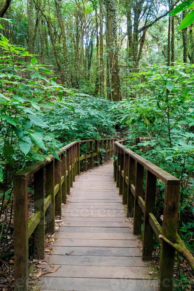 Wood bridge in the forest at Kew Mae Pan Nature Trail, Chiang Mai, Thailand photo