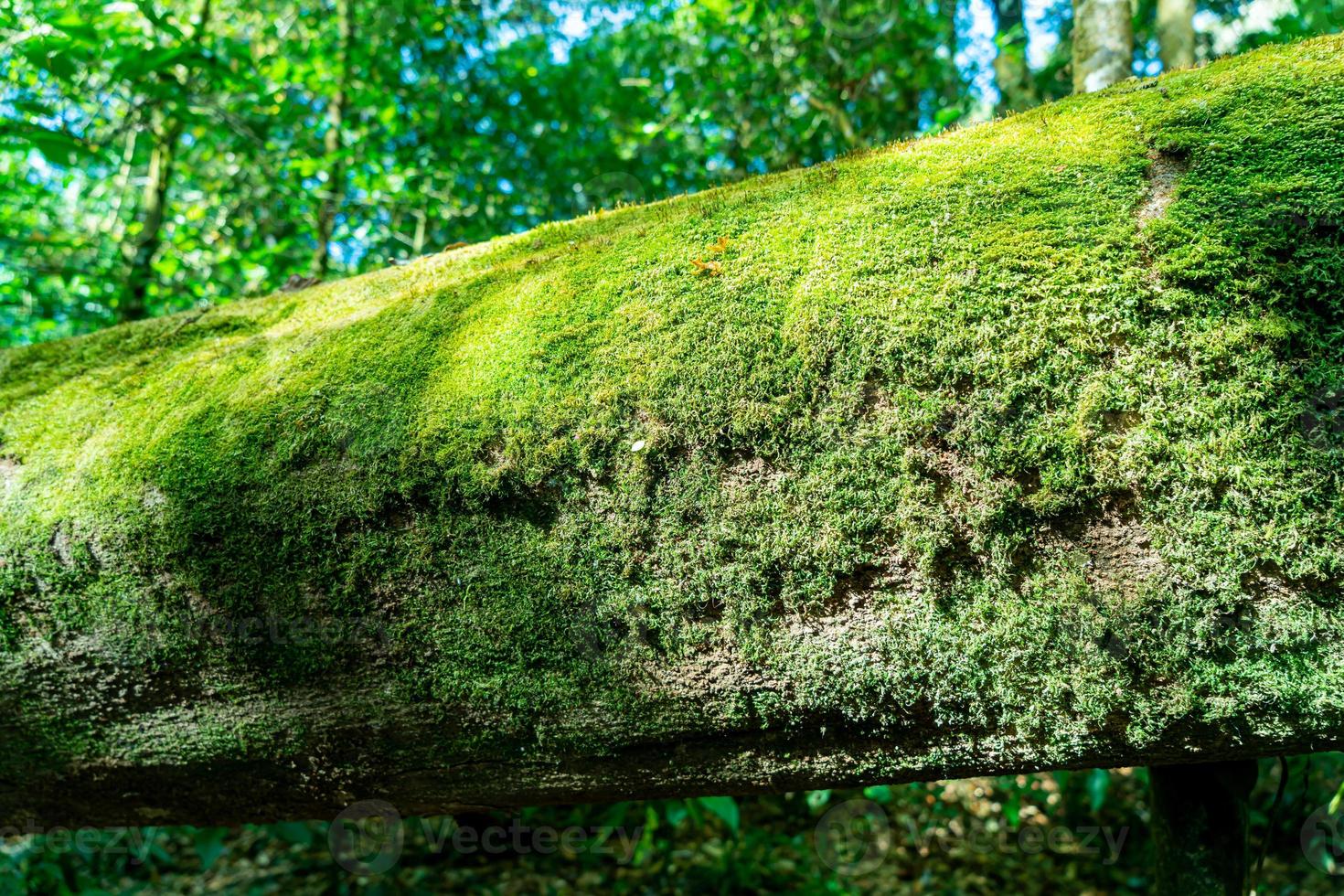 Close-up green moss on tree in the forest photo