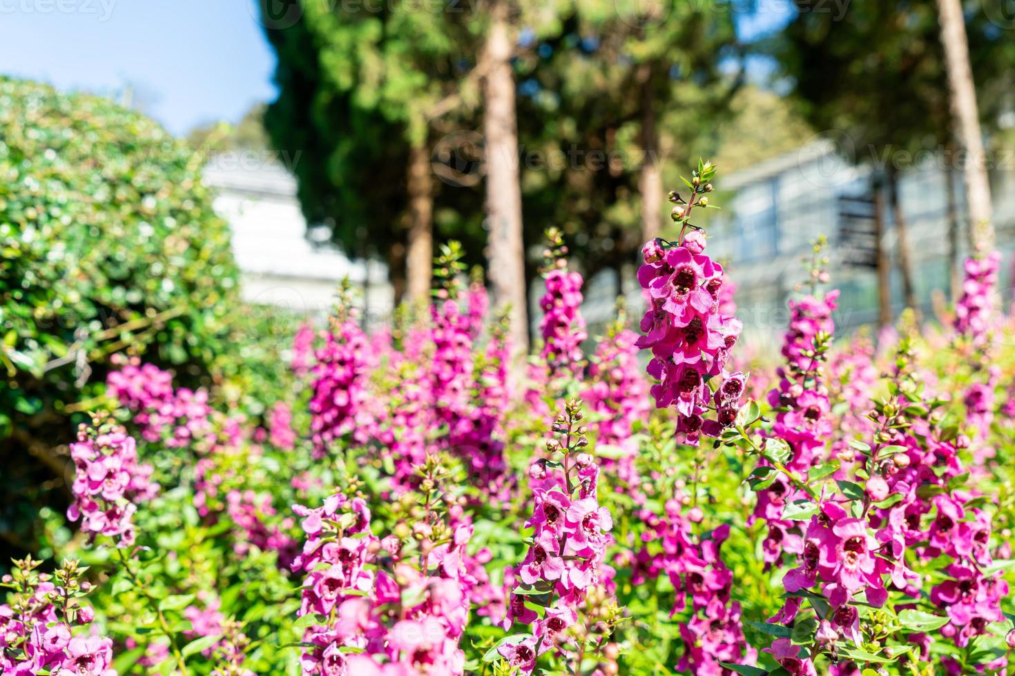 Beautiful flower decoration in the home garden photo