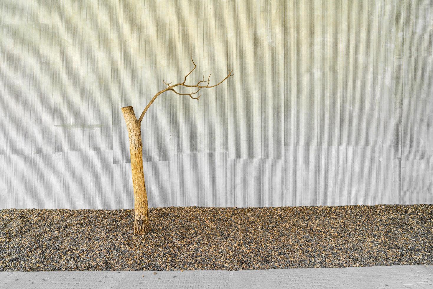 Dried tree decorate with concrete wall and copy space photo