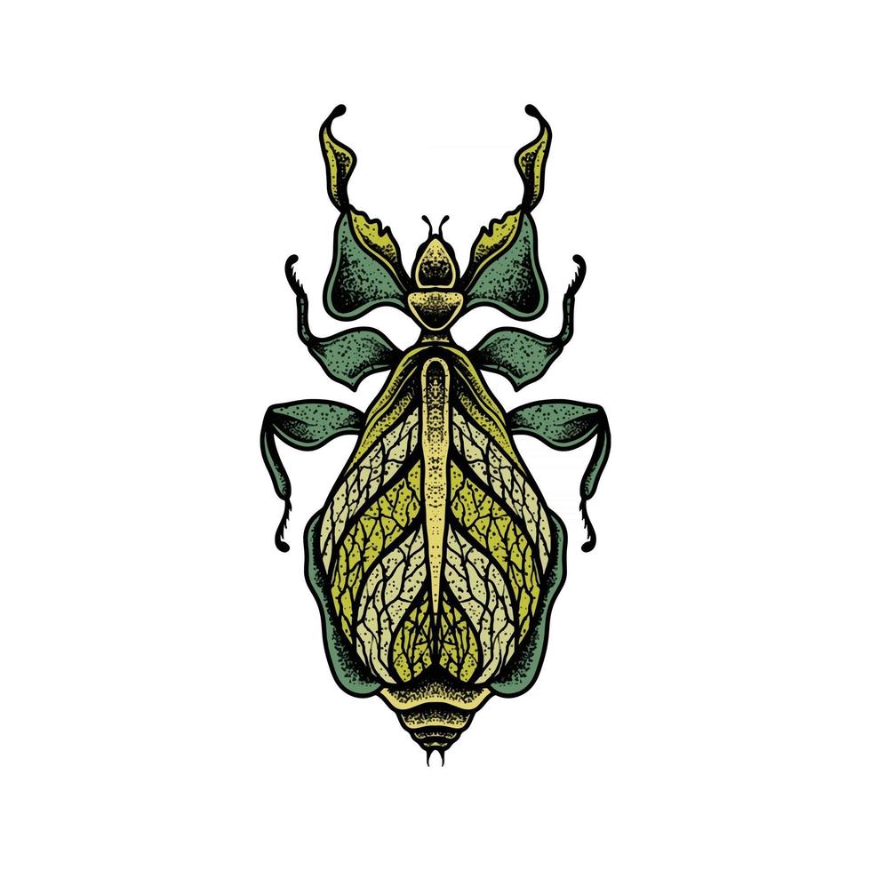 Insect drawing design vector