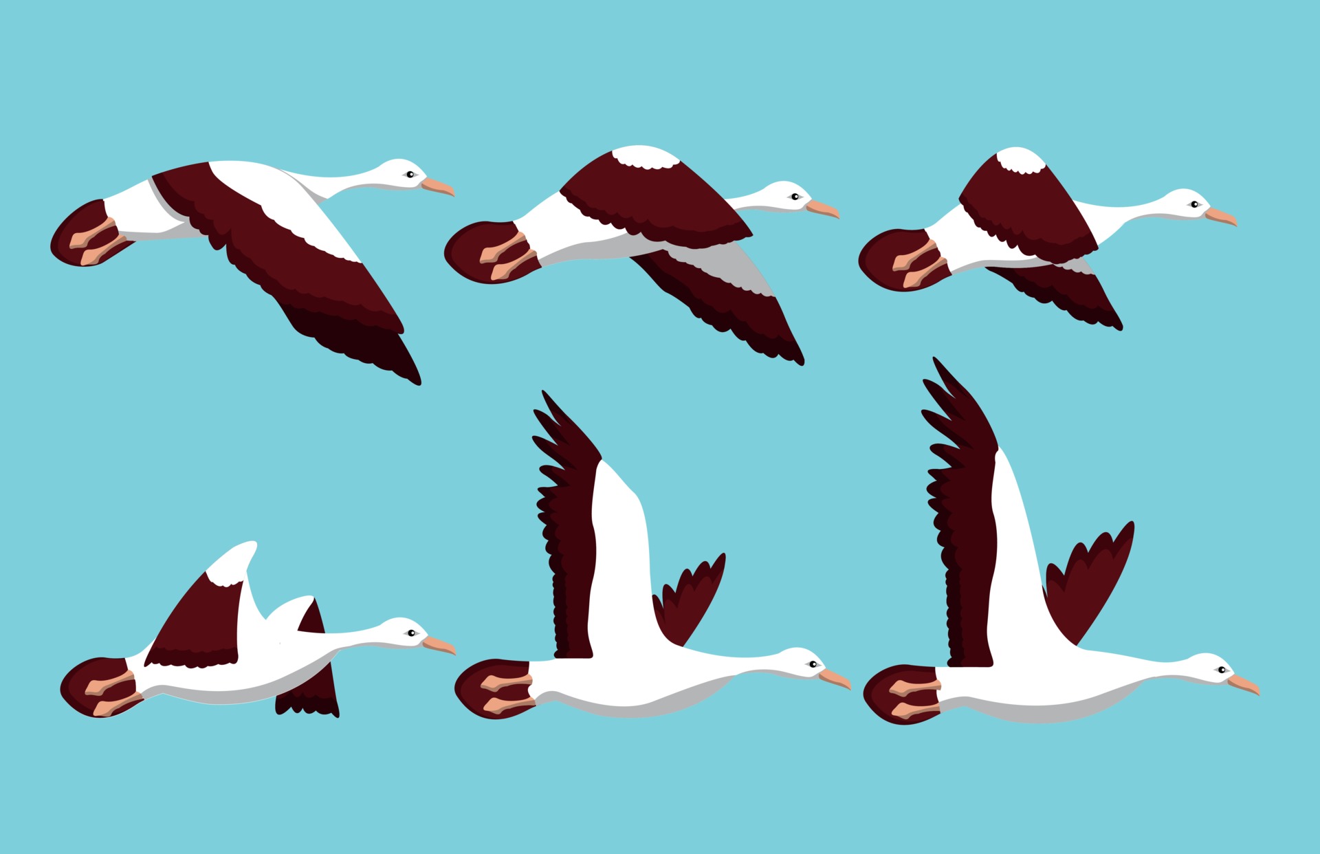 Phases of movement of the wings in the flight of a bird vector 3002991