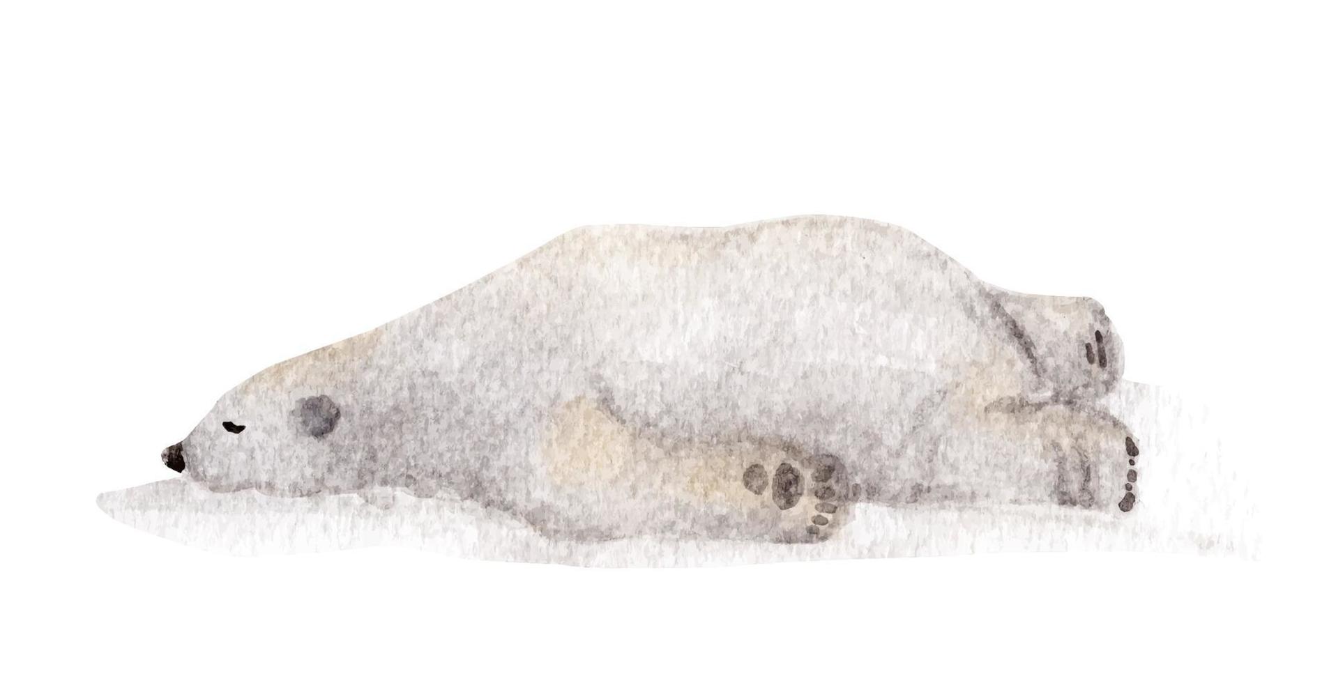 Lazy polar bear sleeping, watercolor illustration. vector