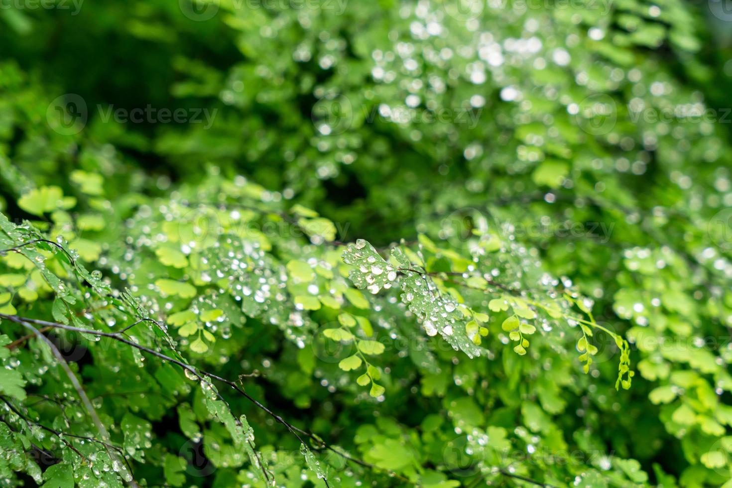 Green leaf with drops of water photo