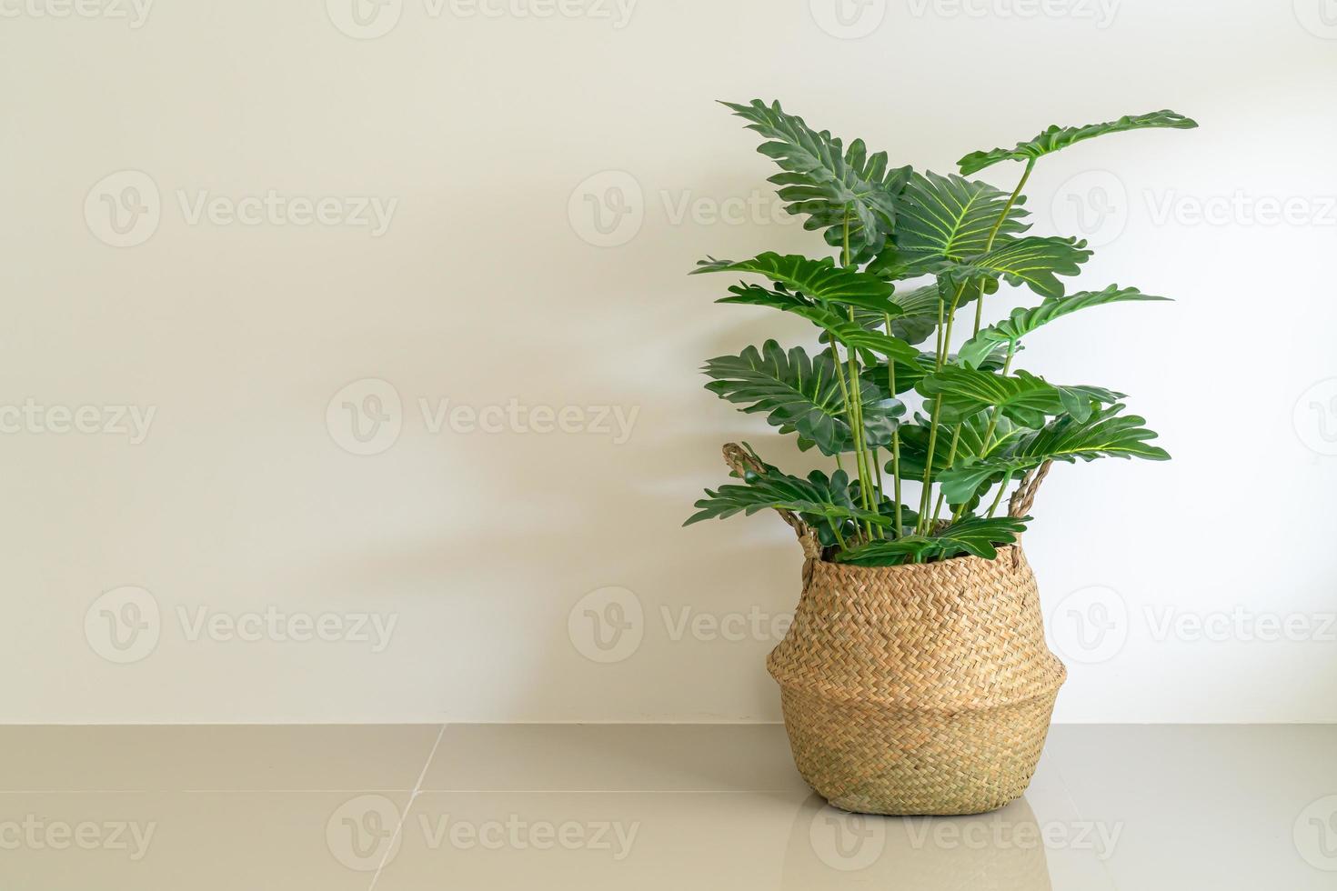 Philodendron xanadu croat in wicker basket pot photo