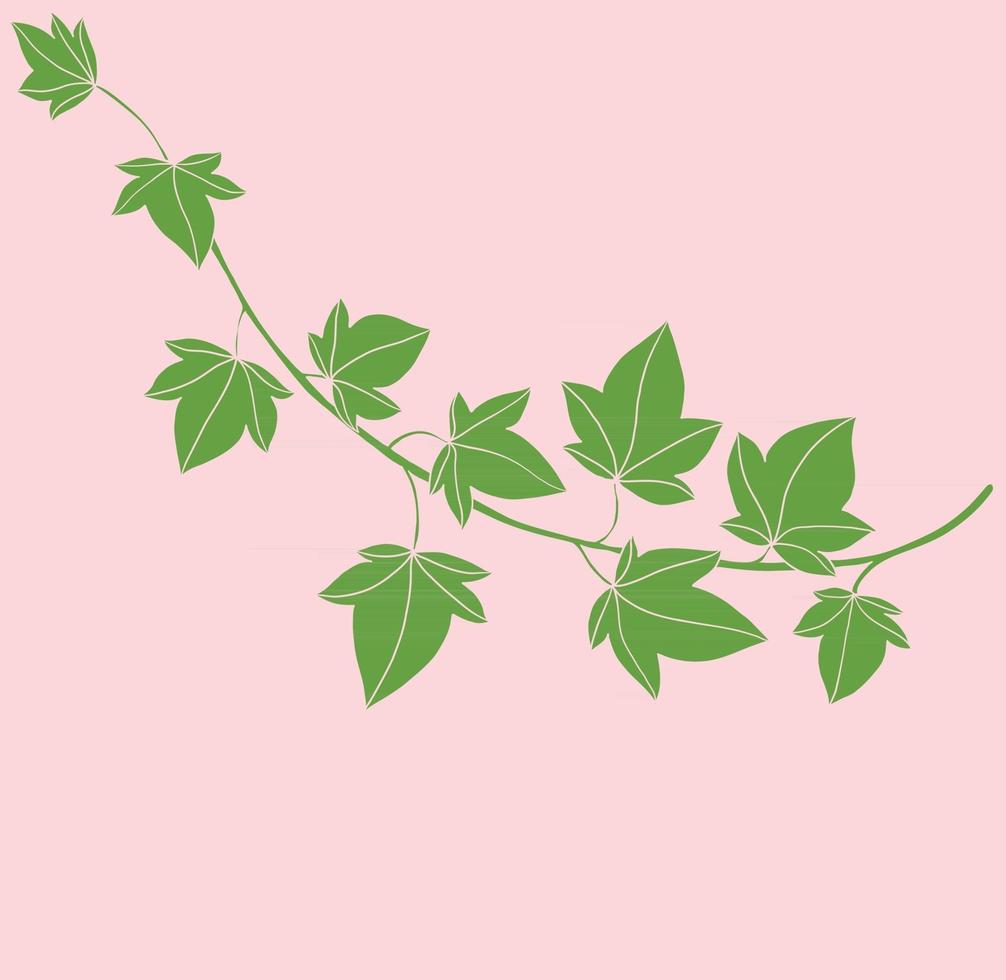 Simplicity ivy freehand drawing flat design. vector