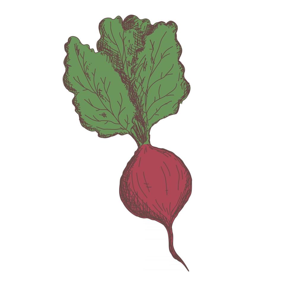 Sketch of beet contour drawing isolated on white background vector