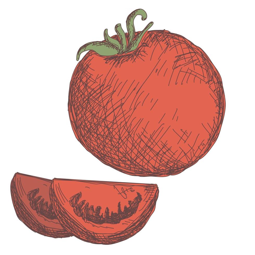 Sketch of carrot contour drawing isolated on white background vector