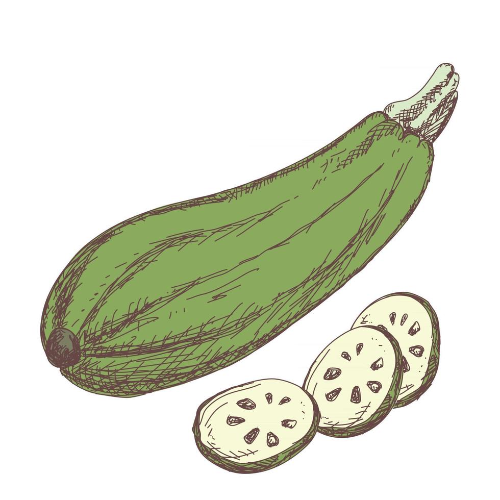 Sketch of zucchini contour drawing isolated on white background vector