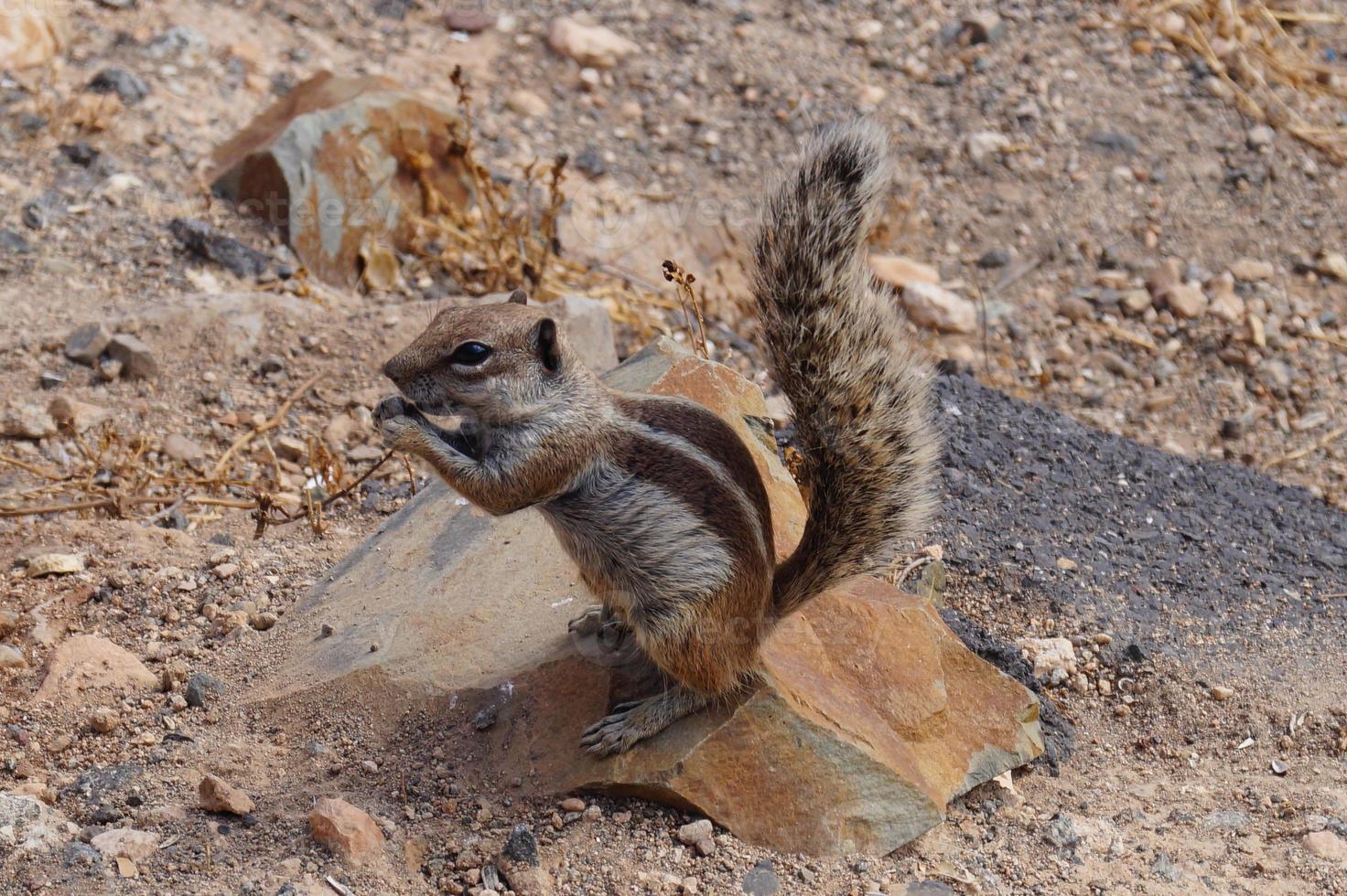 Barbary Ground Squirrel photo